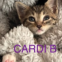 Adopt A Pet :: Cardi B - Leonardtown, MD