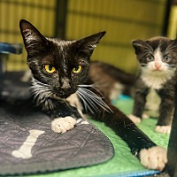 adopt a pet