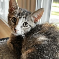 adopt-pet