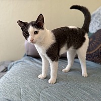 adopt a pet