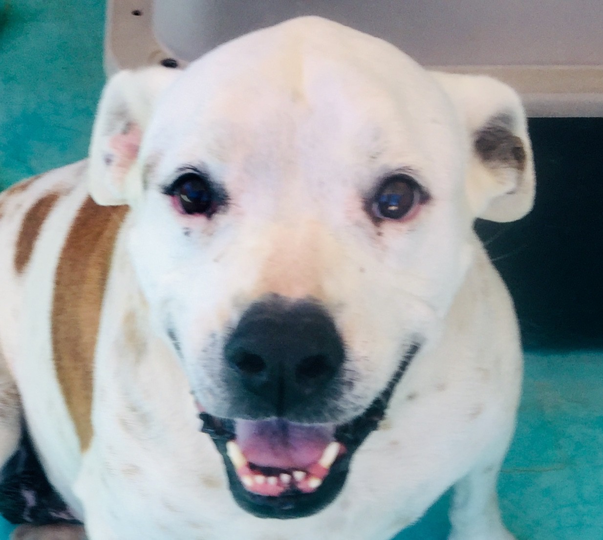 white staffordshire bull terrier statue