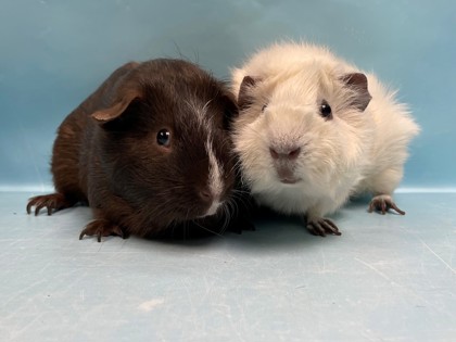 Coon Rapids, MN - Guinea Pig. Meet Otis a Pet for Adoption - AdoptaPet.com