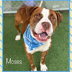 Photo of MOSES