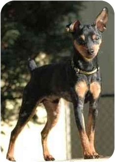 miniature pinscher mange