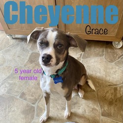 Thumbnail photo of Cheyenne Mama #3