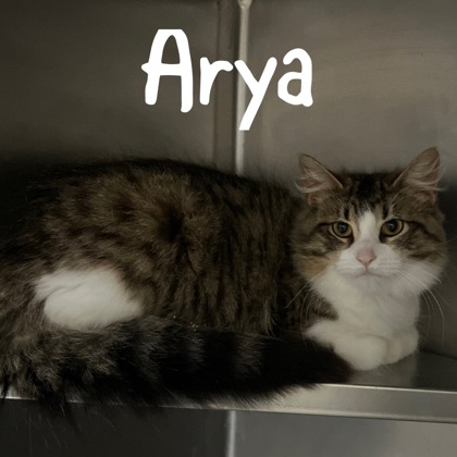 Photo of Arya