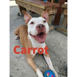 Photo of Carrot - Stray