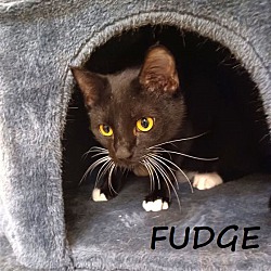 Thumbnail photo of Fudge #smooth-n-sweet #1