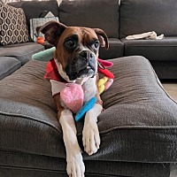 adopt a pet