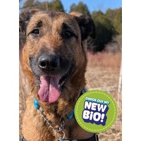 adopt-pet