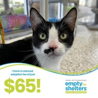 adopt a pet