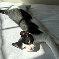 adopt a pet