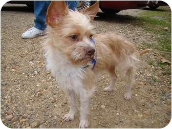 replacement handle for dog crate