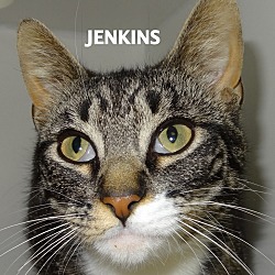 Thumbnail photo of Jenkins #1