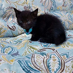 Thumbnail photo of Primrose's Kittens #3