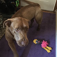 adopt a pet