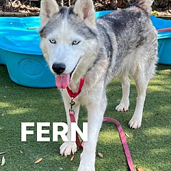 Photo of Fern