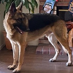 Photo of Milo