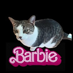 Photo of Barbie #New-Years-Day-kitty