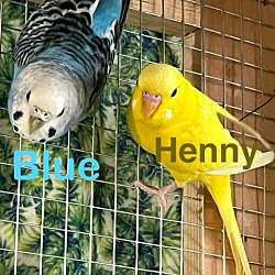 Photo of Blue and Henny