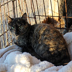 Thumbnail photo of Barn Cat - Tortie #1