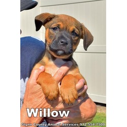 Photo of WILLOW