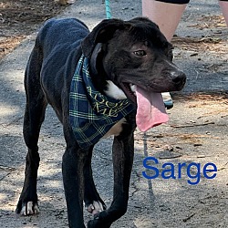 Photo of Sarge (2215 n pryce)