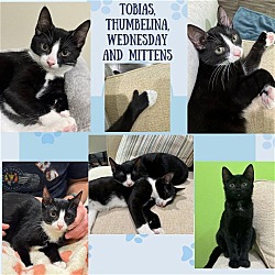 Photo of Tobias, Thumbelina, Wednesday and Mittens