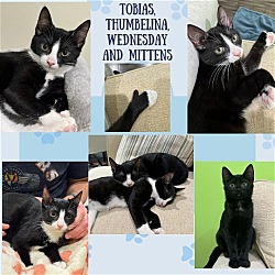 Thumbnail photo of Tobias, Thumbelina, Wednesday and Mittens #1