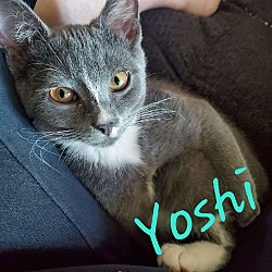 Thumbnail photo of Yoshi Kitten #3