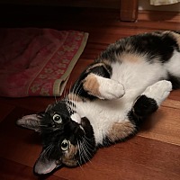 adopt a pet