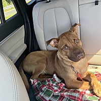adopt a pet