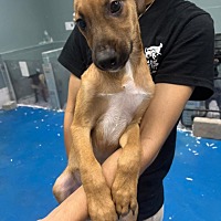 adopt a pet