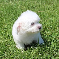 Photo of ACA Bichon Frise female pup