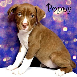 Thumbnail photo of Poppy~adopted! #3
