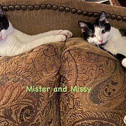 Photo of Mister