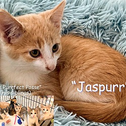 Thumbnail photo of Kitten Jaspurr #1