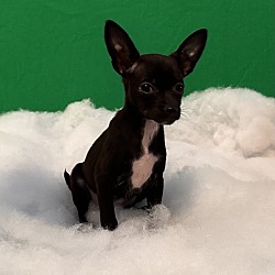 Photo of Phoebe
