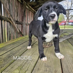 Thumbnail photo of Maggie #4
