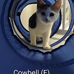 Thumbnail photo of Cowbell #3