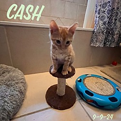 Thumbnail photo of Cash 4684 #1