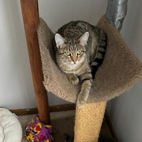 adopt-pet