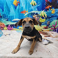 adopt a pet
