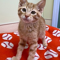 adopt-pet