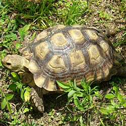 Thumbnail photo of Sulcata Tortoise #1
