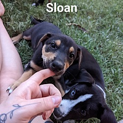 Photo of Sloan