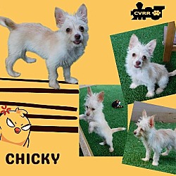 Photo of Chicky (Puppy)