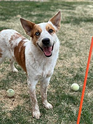 Colorado Springs, CO - Blue Heeler/Mixed Breed (Medium). Meet Pancho a ...