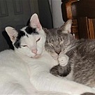 Adopt A Pet :: Thor - Locust Grove, GA