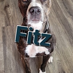 Thumbnail photo of Fitz #3